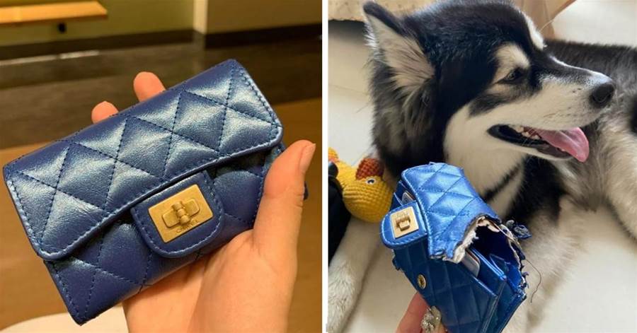 托狗狗的福！新入「香奈兒卡包」被愛犬咬碎，撕開Chanel意外揭密「內部材質」：就這？